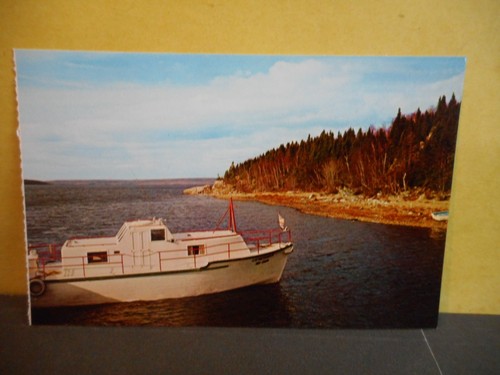 Vintage postcard gander - postcard, of